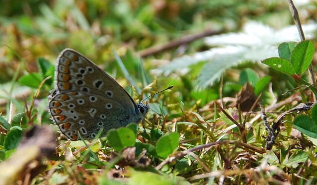 01 AA Common Blue 001 077.JPG