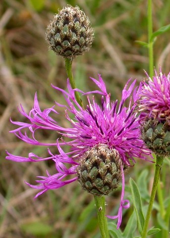 A Greater Knapweed (3).JPG