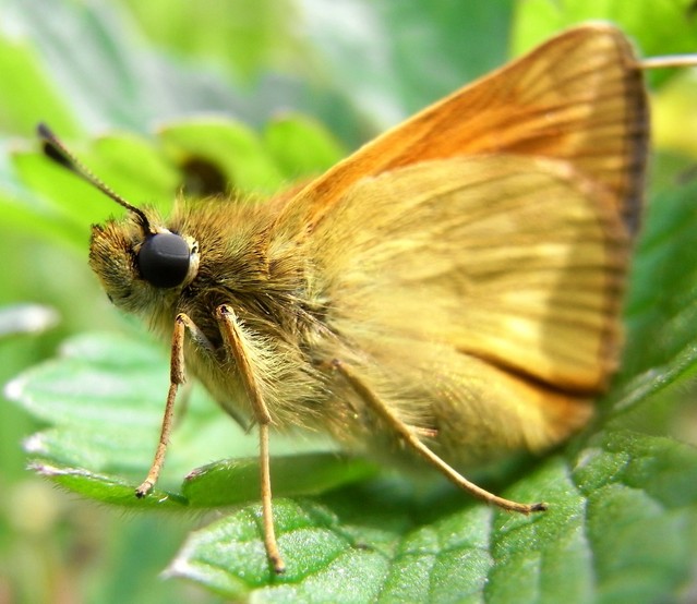 A Skipper 001 381.JPG