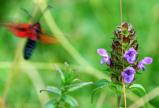 A Six Spot Burnet on Self Heal 003 133.JPG