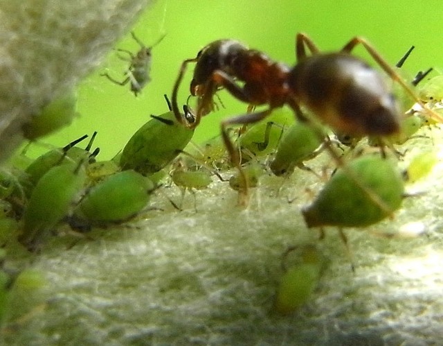 Ant Milking Aphids 016 134.JPG