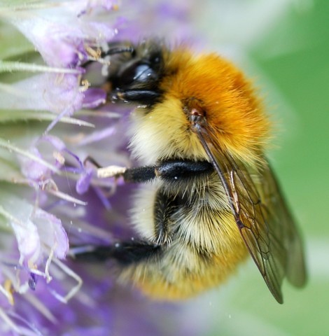 Bee 001 236.JPG