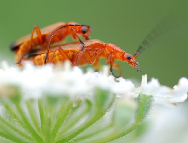 Bonking Beetles 002 110.JPG