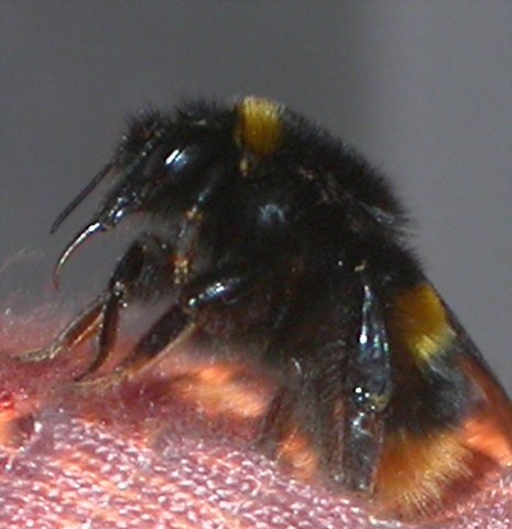 Buff-Tailed Bumble Bee (1).JPG