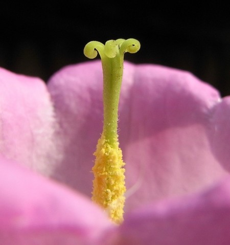 Campanula 001 011.JPG