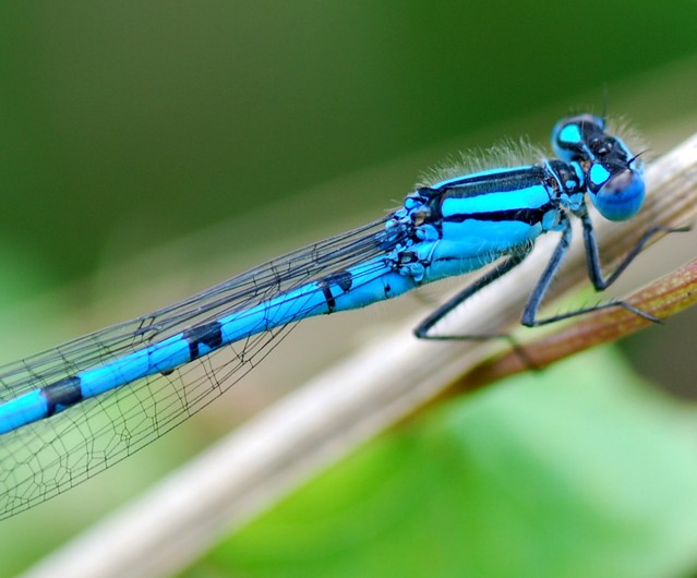 Common Blue 001 182.JPG