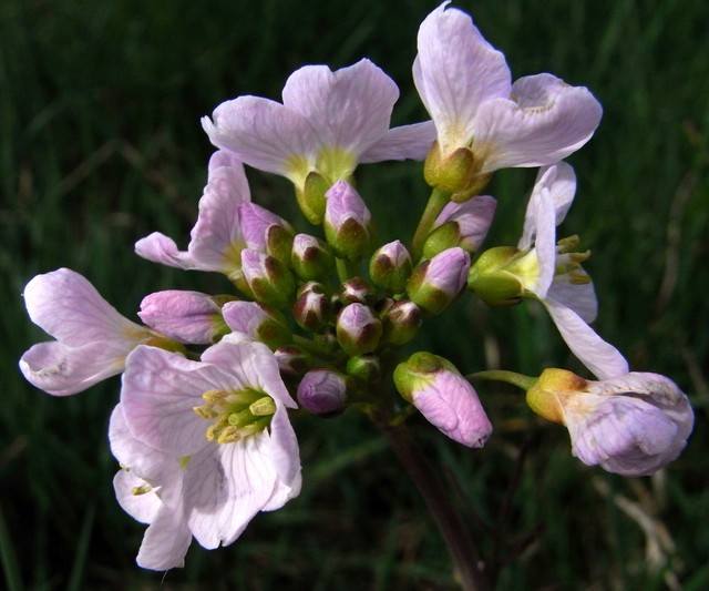 Cuckoo Flower 002 140.JPG