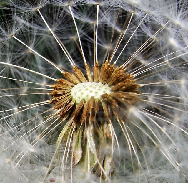 Dandelion 001 033.JPG