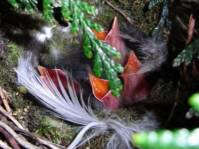 Dunnock Chicks 001 005.JPG