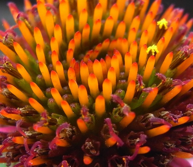 Echinacea Purpurea Kims Knee High 001 276.JPG