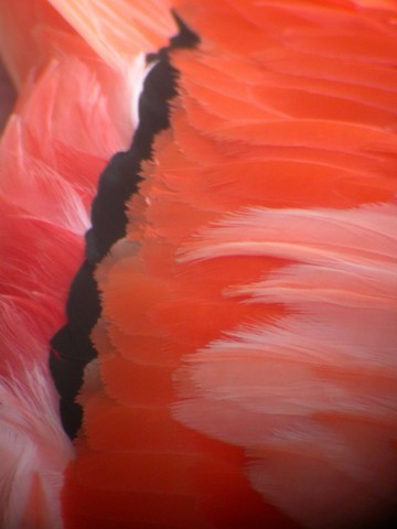 Flamingo 105.JPG