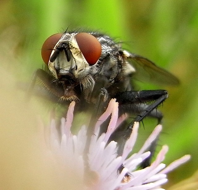 Flesh Fly 003 256.JPG