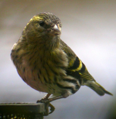 Garden IX Hen Siskin 002.JPG