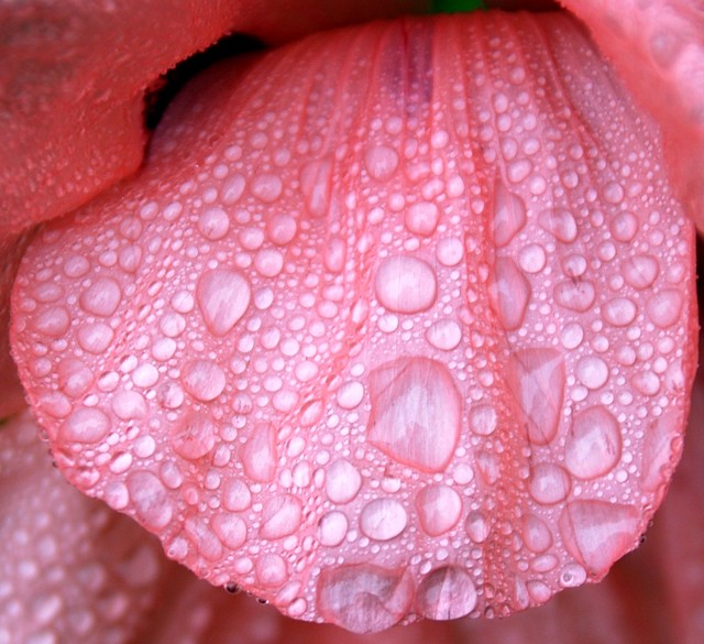 Giant Poppy 003 044.JPG