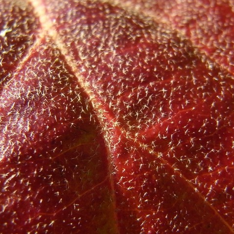 Hair of the Leaf 003 011.JPG