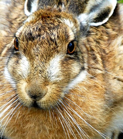 Hare 004 606.JPG