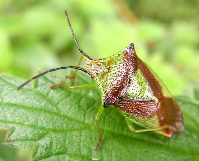 Hawthorn Shield Bug 001 028.JPG