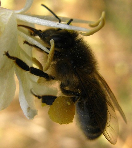 Honey Bee 003.JPG