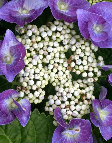 Hydrangea 354.JPG