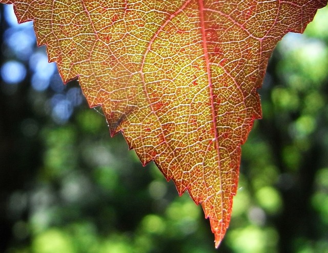 Leaf 001 216.JPG