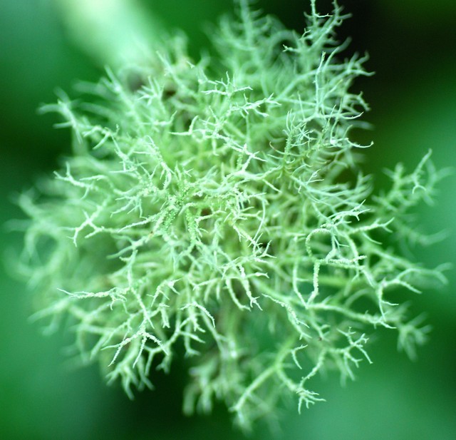 Lichen 002 486.JPG