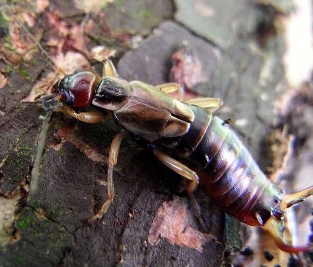 Male Common Earwig 001 016.JPG