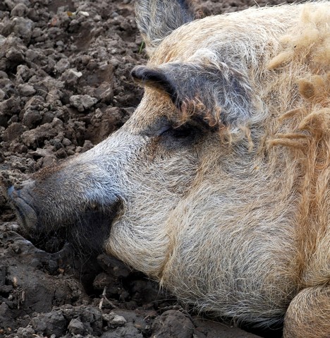 Mangalitza Pig 002 178.JPG