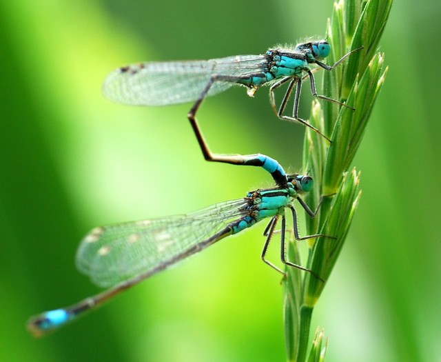 Mating 008 338.JPG