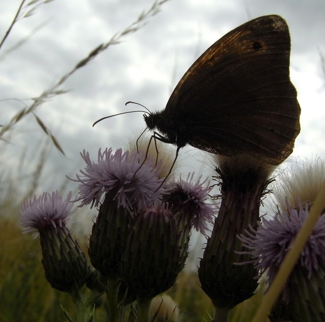 Meadow Brown 004 222.JPG