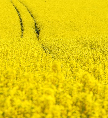 Oilseed Rape 004.JPG