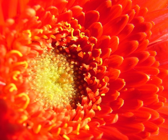 Orange 001 163.JPG