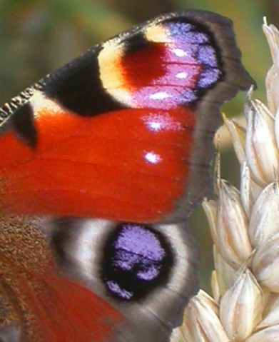 Peacock Butterfly 066.JPG