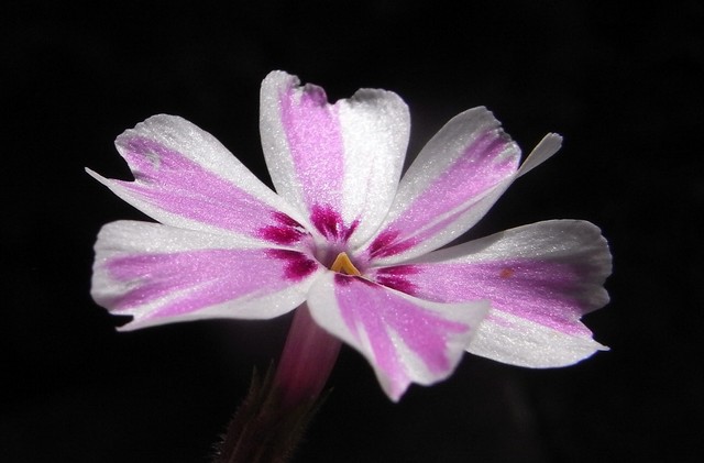 Phlox 001 066.JPG