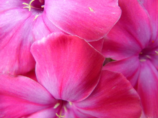 Pinkness 001 253.JPG