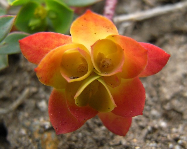 Portland Spurge 001.JPG