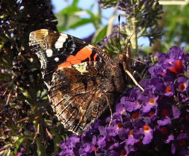 Red Admiral 001 031.JPG