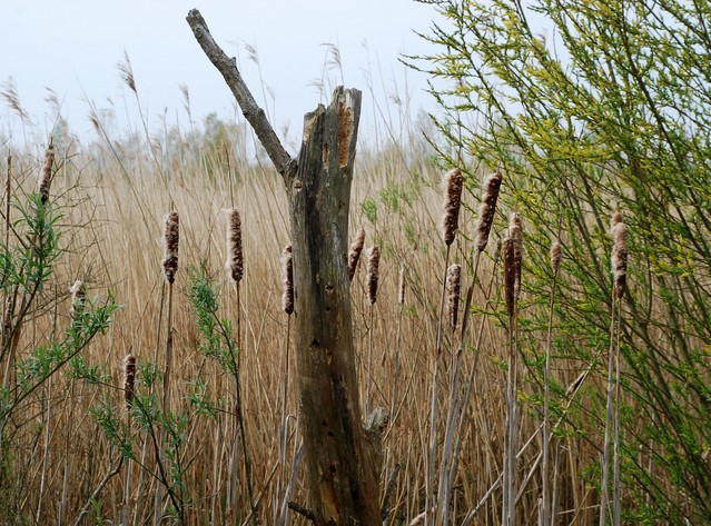 Reedbed 001.JPG