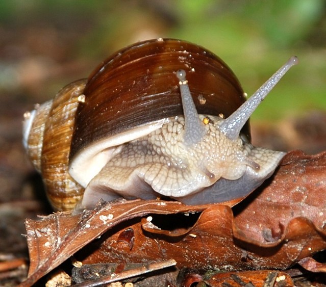 Roman Snail 003.JPG