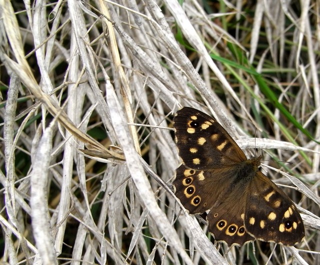 Speckled Wood 005 129.JPG