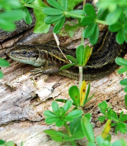 Sunbathing Common Lizard 222.JPG