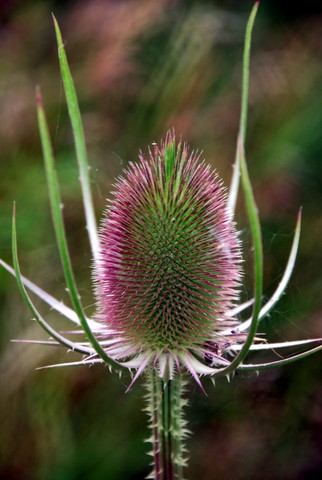 Teasel 412.JPG