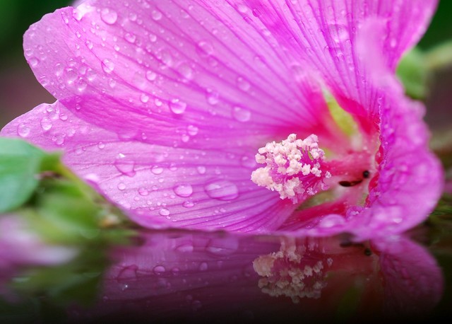 The Weeping Mallow 001 105.JPG