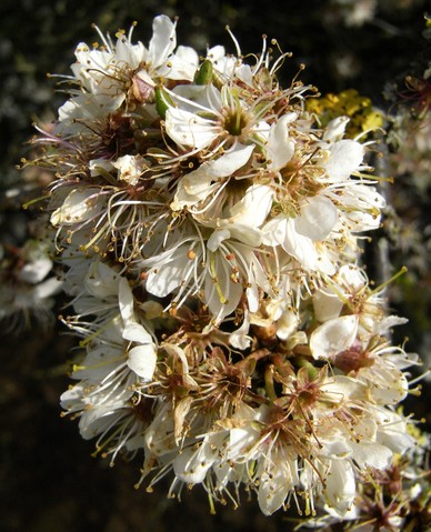 Thorn Flowers 001.JPG