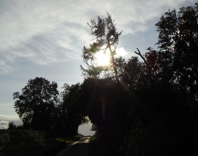 Tree Silhouette 002 326.JPG