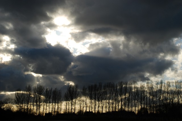 Treeline Silhouette 001 568.JPG