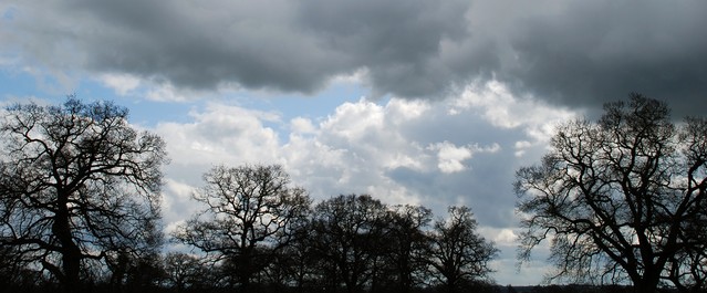 Trees and Clouds.JPG