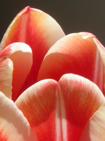 Tulip (3).JPG