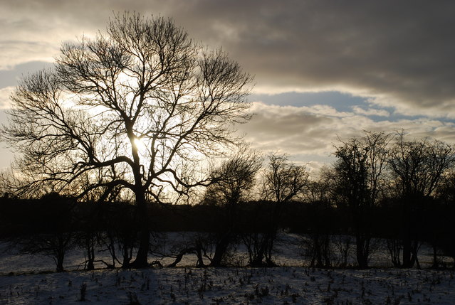 Winter Shadows 002 511.JPG