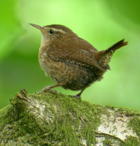 Wren 006.JPG