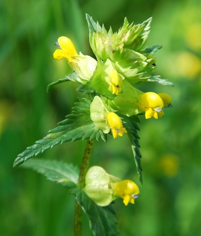 Yellow Rattle 001.JPG/users/www.wildliferanger.co.uk/upload/.thumb.Yellow%20Rattle%20001.JPG